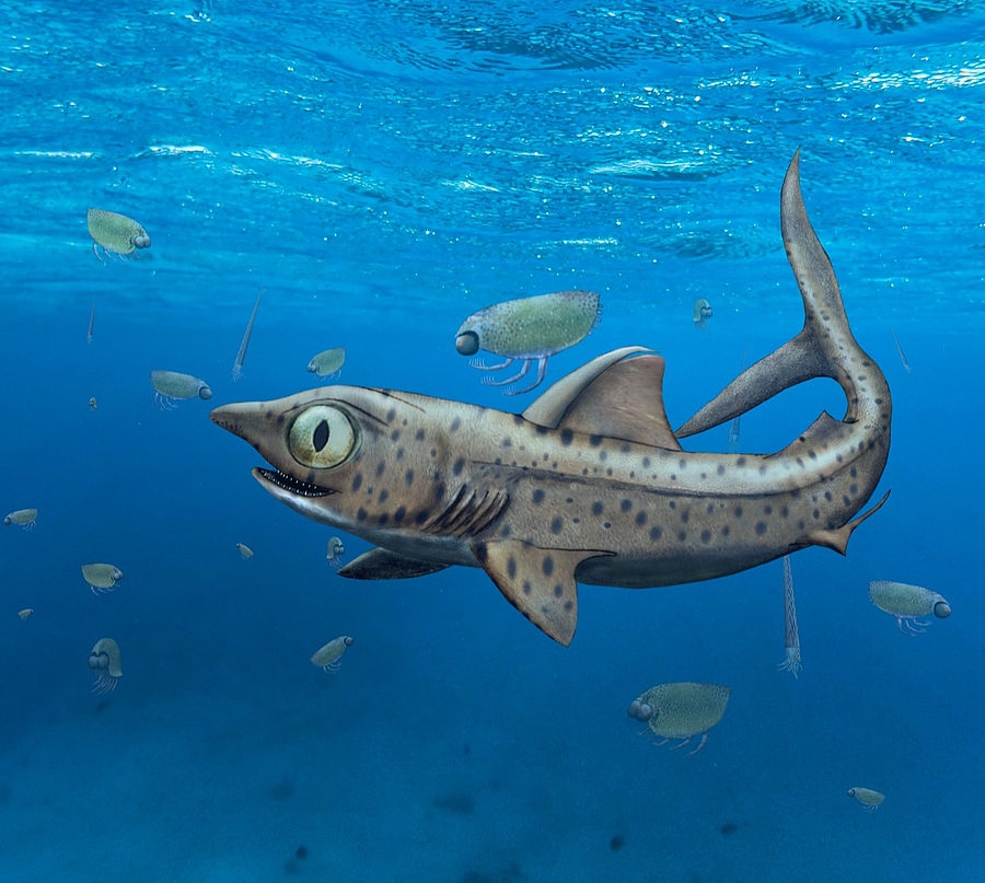 Urzeit-Hai hielt seine größten Zähne gut verborgen