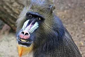 „Tierische Zahnpflegestunde“ im Tierpark Hagenbeck