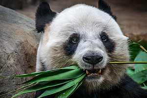 Zahnschmelz des Pandas als Vorbild für Zahnersatz