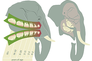 Zahnwechsel sorgt bei Elefanten für Jojo-Effekt