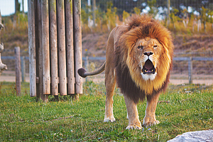 Rettungsaktion: Zahnarzt führt schwere OP bei einem Löwen durch