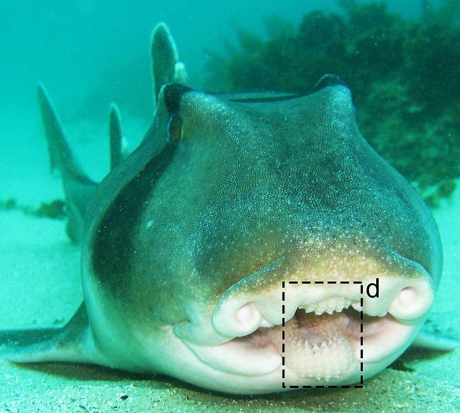 Besonderheit im Zahnschmelz von Haifischzähnen entdeckt