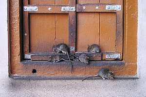 Multiresistente Keime: Großstadt-Ratten als mögliche Quelle