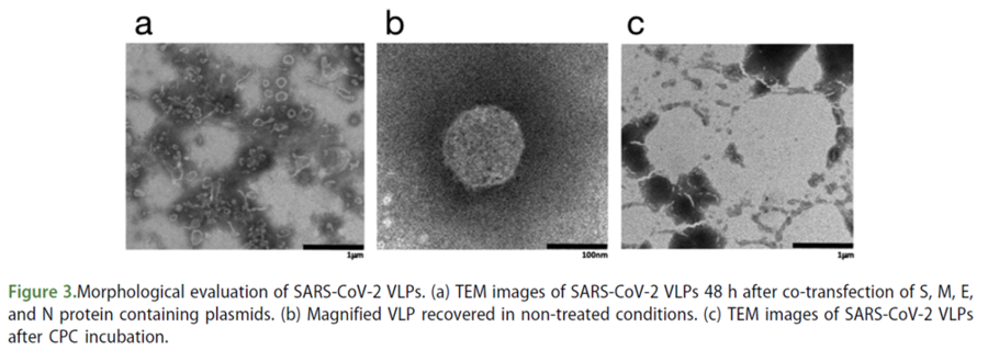 CPC zerstört Membran von SARS-CoV-2