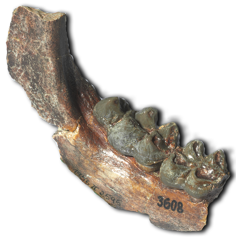 Auf den Zahn gefühlt: Fossile Zähne belegen neue asiatische Hirschferkel-Art