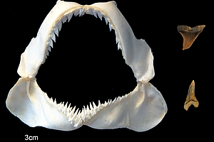 Fossilhai: Rätsel um einzigartige Zahnstruktur gelöst
