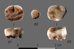 Uralte Zähne führen zur Entdeckung einer Bevölkerungsgruppe