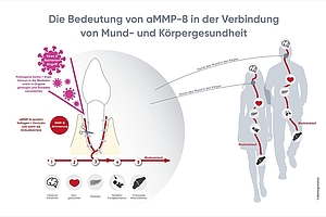 aMMP-8: Ein körpereigenes Enzym öffnet Viren Tür und Tor