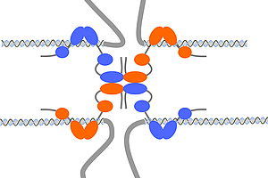 Welche Gene unsere Intelligenz regeln