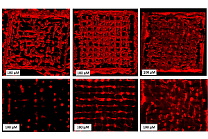 Bioprinting: Lebende Zellen im 3D-Drucker