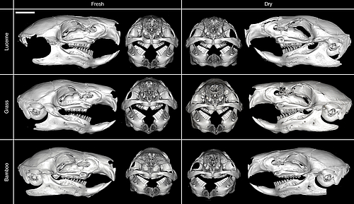 kaninchen mit zahnproblemen pflanzenfressergebiss im fokus der forschung dents de