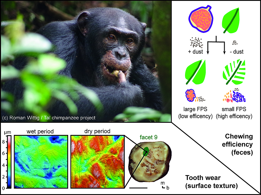 Staub beeinflusst Zahnverschleiß und Kauleistung bei Schimpansen