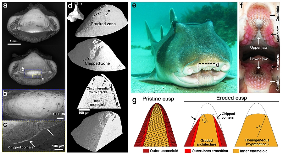 Besonderheit im Zahnschmelz von Haifischzähnen entdeckt