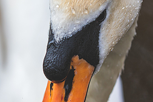 Rekonstruktion eines perforierenden Mundbodendefekts bei einem wildlebenden Schwan