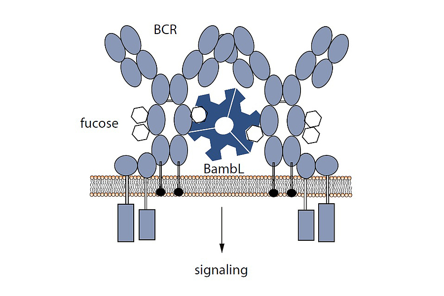 Bindung mit Folgen: der Mechanismus, mit dem Bakterien weiße Blutkörperchen attackieren