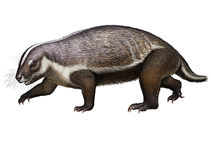 Fossiler Sensationsfund: Modernes Gehör, primitive Zähne