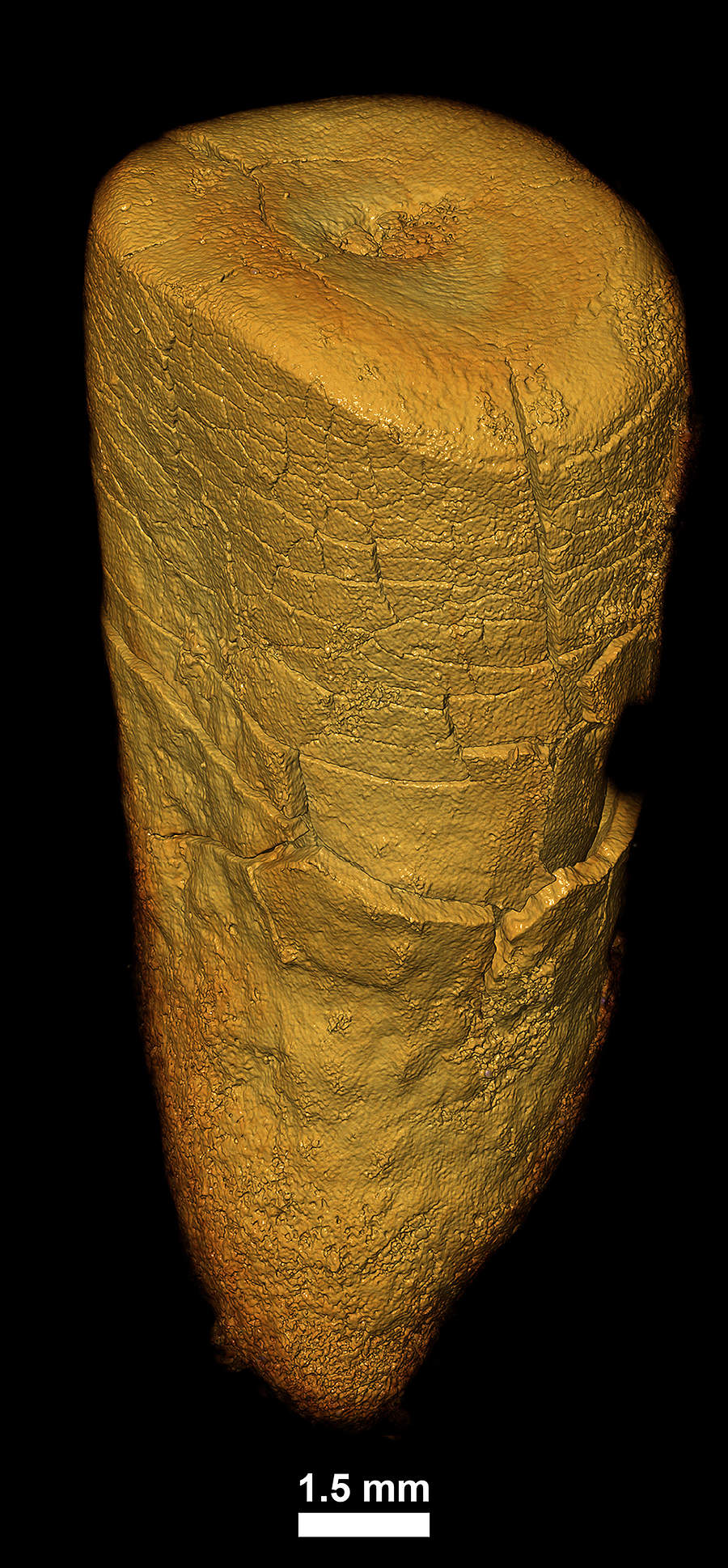 Stickstoffisotopenwerte in der Zahnwurzel verraten: Neandertaler ernährten sich wirklich hauptsächlich von Fleisch