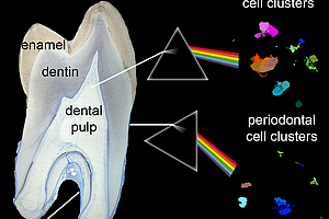Erstmals alle Zellen menschlicher Zähne detailliert entschlüsselt