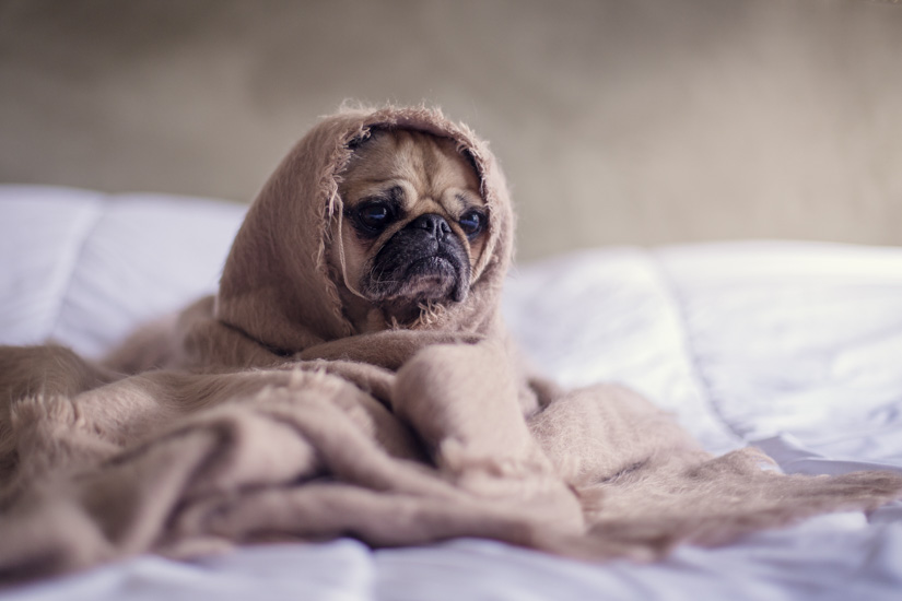 Der Hund ist krank: Dürfen Arbeitnehmer zu Hause bleiben?