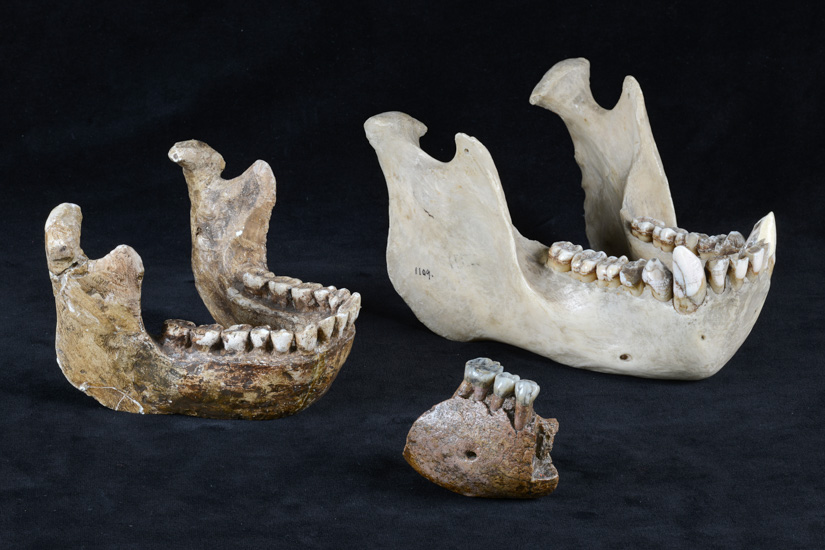 Zähne entlarven mysteriösen Urmenschen aus Java