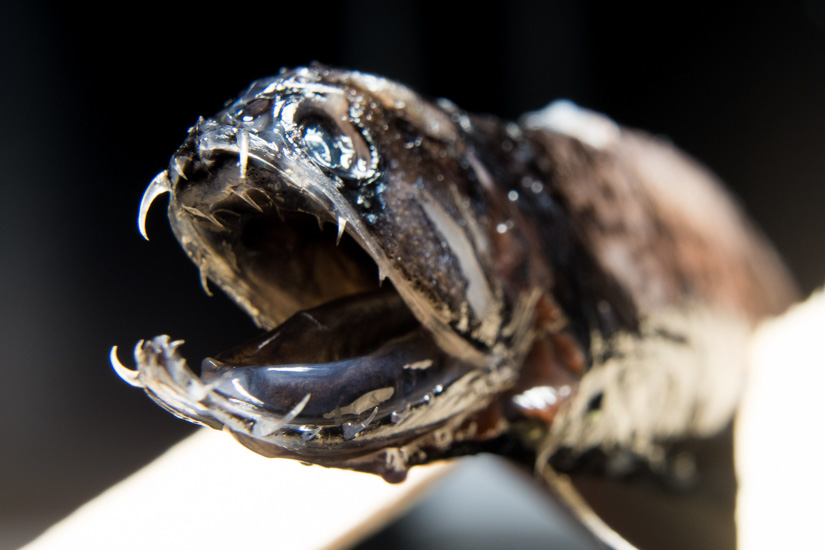 Warum Tiefsee-Drachenfische durchsichtige Zähne haben