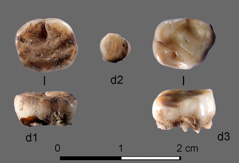 Uralte Zähne führen zur Entdeckung einer Bevölkerungsgruppe