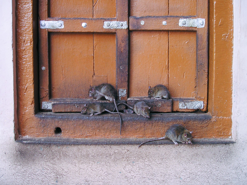 Multiresistente Keime: Großstadt-Ratten als mögliche Quelle