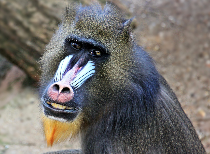 „Tierische Zahnpflegestunde“ im Tierpark Hagenbeck