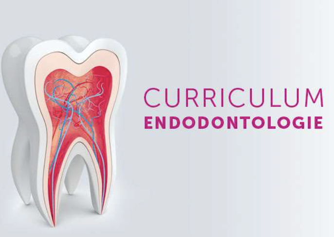 Curriculum Endodontie